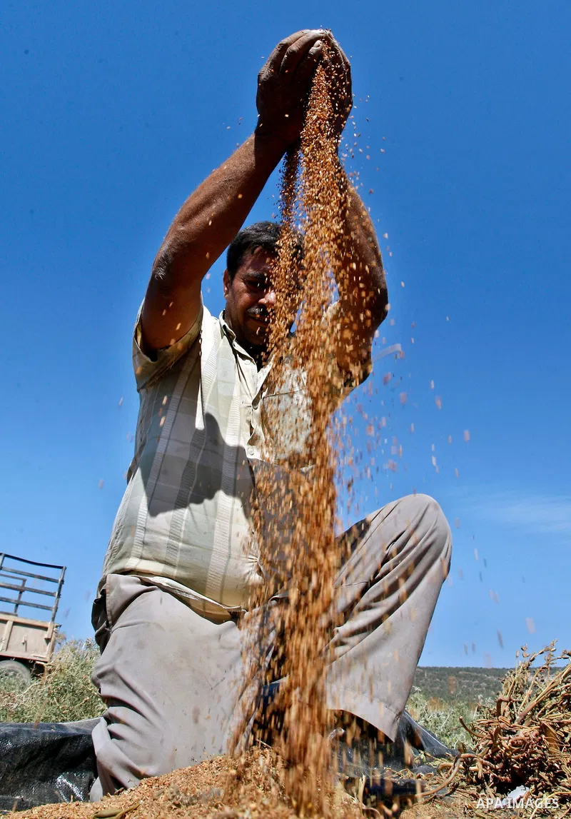 A Palestinian farmer sorts freshly harvested sesame seeds at his field in the West Bank village of Misilya near Jenin September 28, 2012. Photo by Nedal Eshtayah
