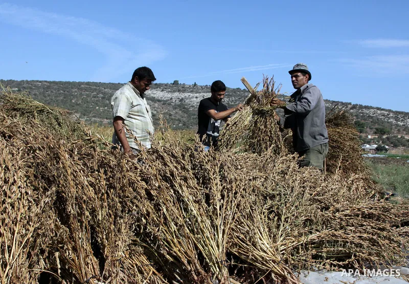 Palestinian farmers bundle sesame seed stalks during harvest at a field in the West Bank village of Misilya near Jenin September 28, 2012. Photo by Nedal Eshtayah