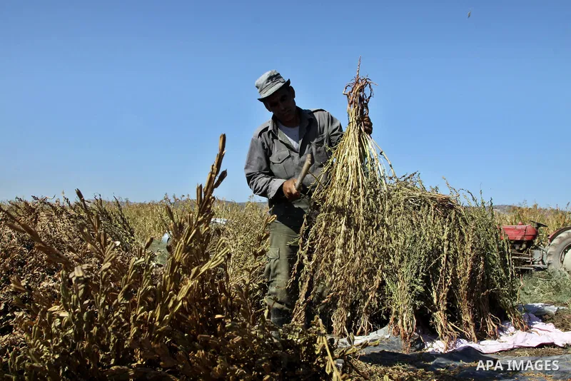 Palestinian farmer Abdullah Abu Zaid threshes freshly harvested sesame seeds at his field in the West Bank village of Misilya near Jenin September 28, 2012. Photo by Nedal Eshtayah