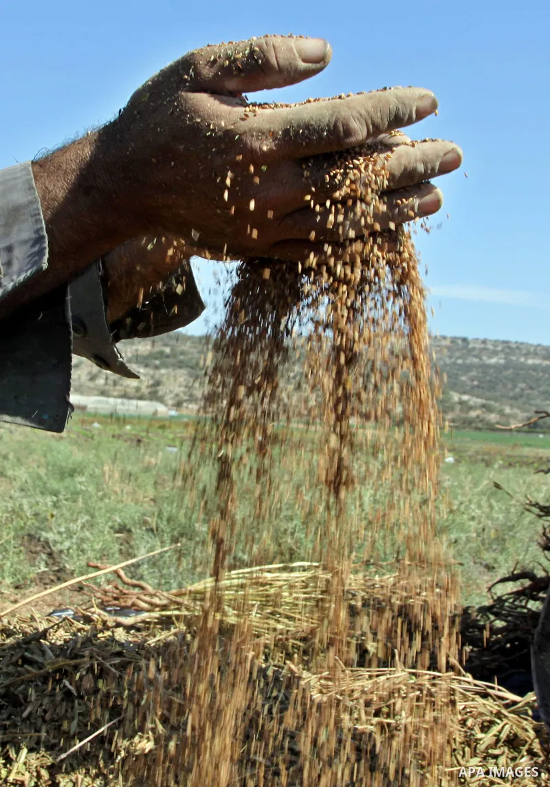 Palestinian farmer Abdullah Abu Zaid sorts freshly harvested sesame seeds at his field in the West Bank village of Misilya near Jenin September 28, 2012. Photo by Nedal Eshtayah