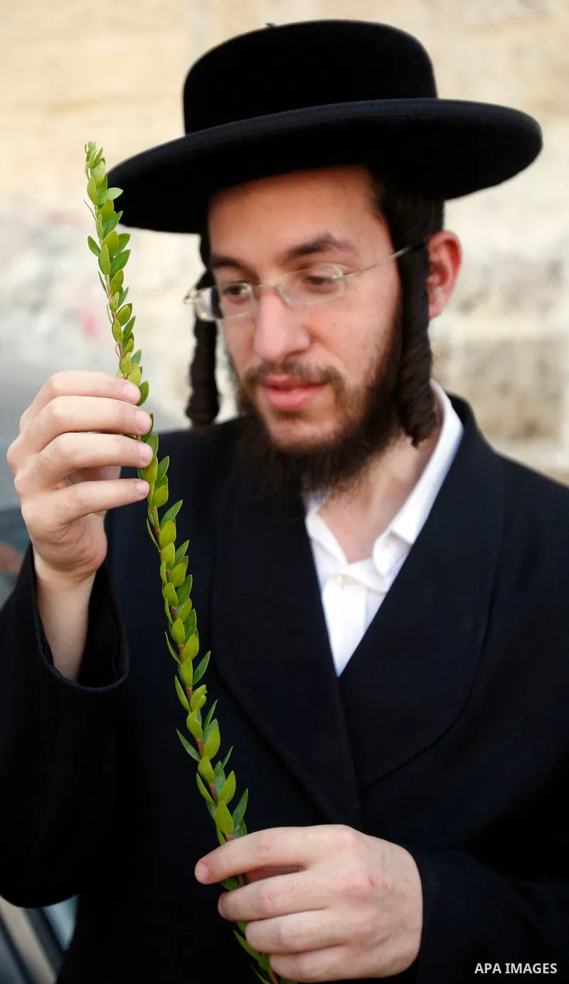 An Ultra-Orthodox Jewish man closely inspects the Hadas or Myrtle, one of four plants species used during the celebration of Sukkot, the Feast of the Tabernacles, in the ultra-Orthodox neighbourhood of Meah Shearim, in J...