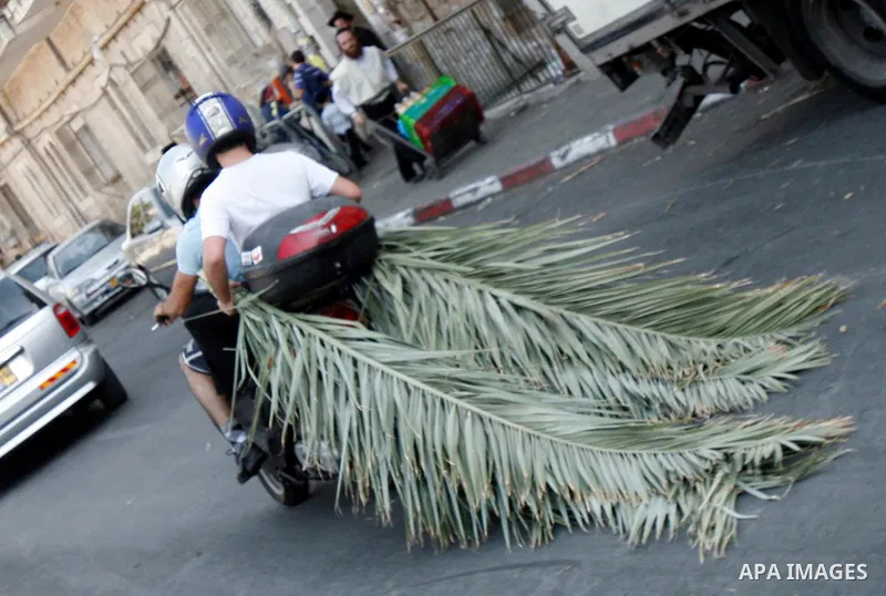 Jews men carry palm fronds on their motorcycle during the preparation for the celebration of Sukkot, the Feast of the Tabernacles, in the ultra-Orthodox neighbourhood of Meah Shearim, in Jerusalem on September 28, 2012....