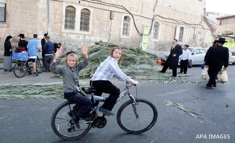 Jews inspect palm fronds during the preparation for the celebration of Sukkot, the Feast of the Tabernacles, in the ultra-Orthodox neighbourhood of Meah Shearim, in Jerusalem on September 28, 2012. The Sukkot feast begin...