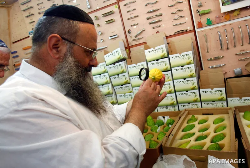 An ultra-Orthodox Jewish man uses a magnifying glass to check an etrog, one of four plants species used during the celebration of Sukkot, the Feast of the Tabernacles, in the ultra-Orthodox neighbourhood of Meah Shearim,...