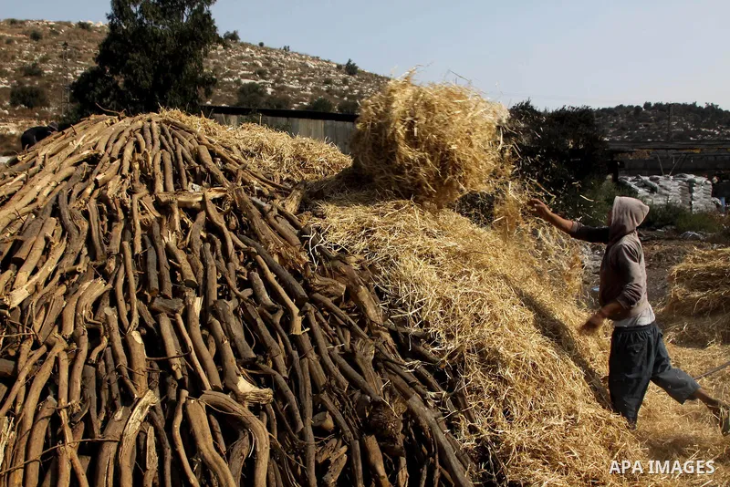 Palestinian workers collect a coal at a work field in the village in the city of Jenin on Sep. 30, 2012. Photo by Nedal Eshtayah
