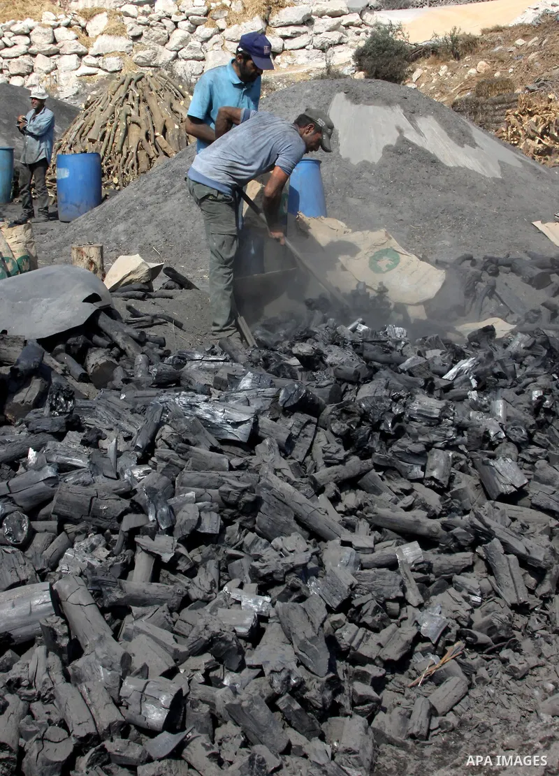 Palestinian workers collect a coal at a work field in the village in the city of Jenin on Sep. 30, 2012. Photo by Nedal Eshtayah