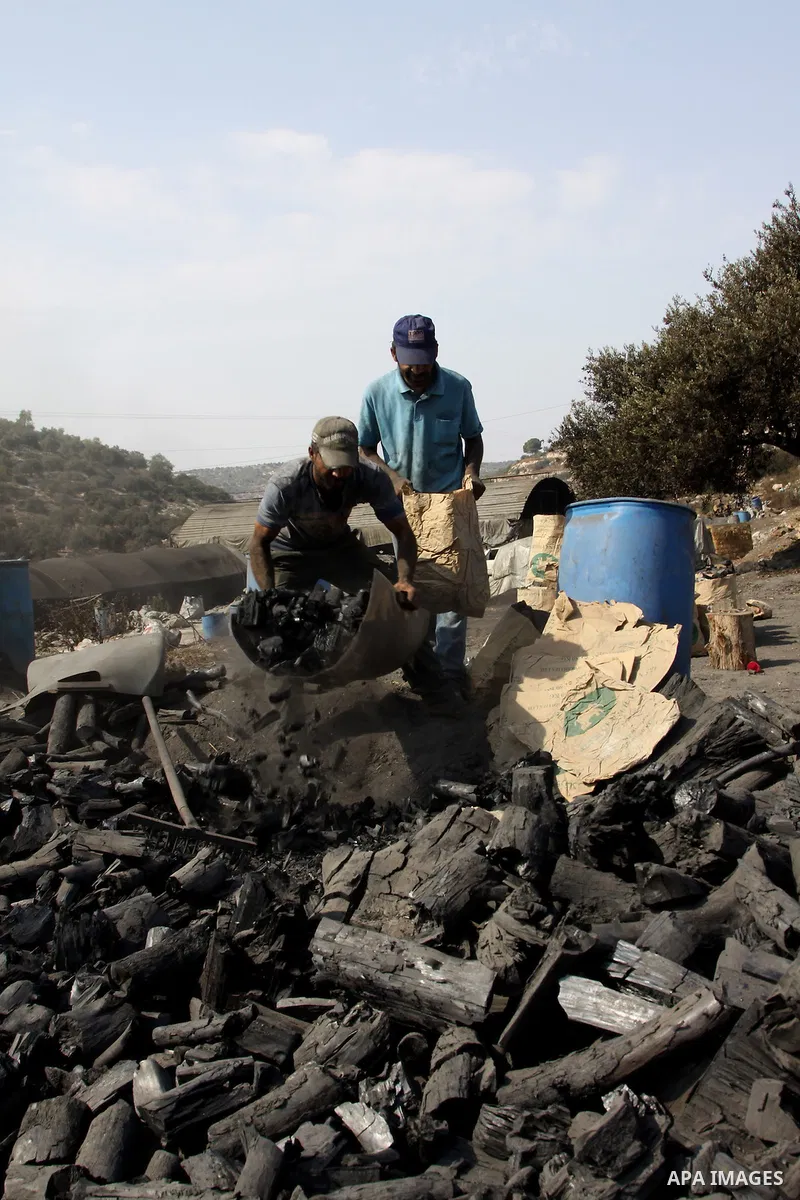 Palestinian workers collect a coal at a work field in the village in the city of Jenin on Sep. 30, 2012. Photo by Nedal Eshtayah
