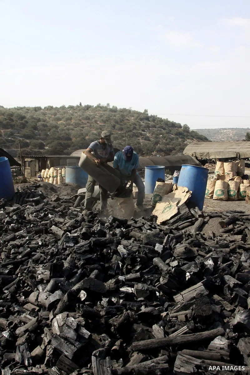 Palestinian workers collect a coal at a work field in the village in the city of Jenin on Sep. 30, 2012. Photo by Nedal Eshtayah