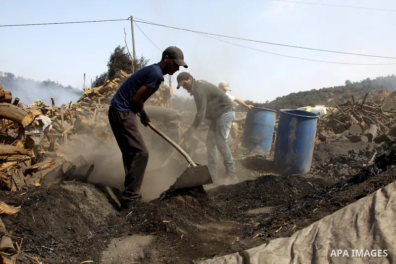 Palestinian workers collect a coal at a work field in the village in the city of Jenin on Sep. 30, 2012. Photo by Nedal Eshtayah