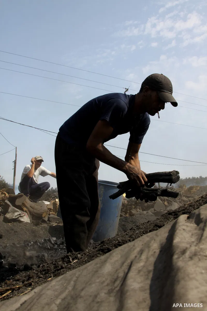 Palestinian workers collect a coal at a work field in the village in the city of Jenin on Sep. 30, 2012. Photo by Nedal Eshtayah