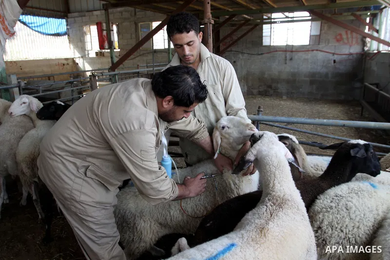 Palestinian veterinarians vaccinate livestock against common diseases, in the West Bank city of Nablus, Oct. 04, 2012. Photo by Nedal Eshtayah