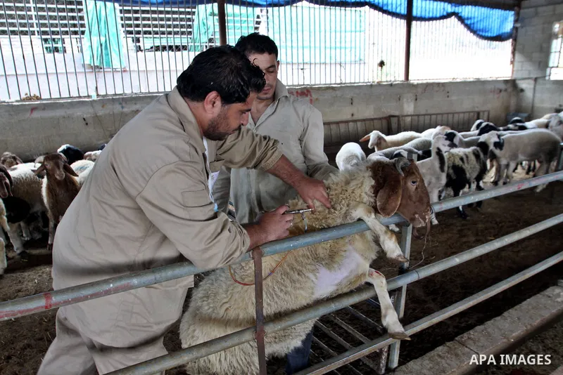 Palestinian veterinarians vaccinate livestock against common diseases, in the West Bank city of Nablus, Oct. 04, 2012. Photo by Nedal Eshtayah