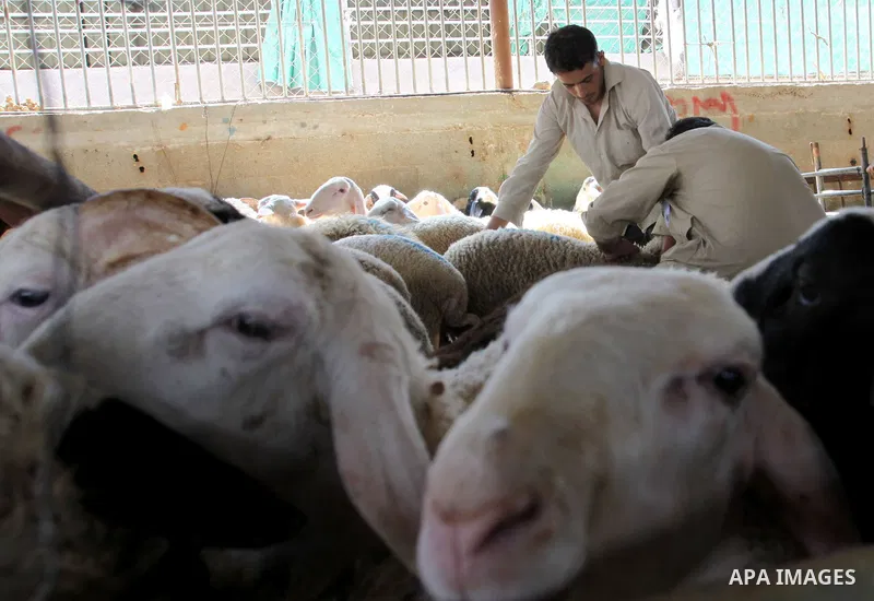 Palestinian veterinarians vaccinate livestock against common diseases, in the West Bank city of Nablus, Oct. 04, 2012. Photo by Nedal Eshtayah