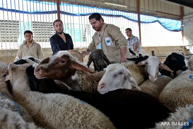 Palestinian veterinarians vaccinate livestock against common diseases, in the West Bank city of Nablus, Oct. 04, 2012. Photo by Nedal Eshtayah
