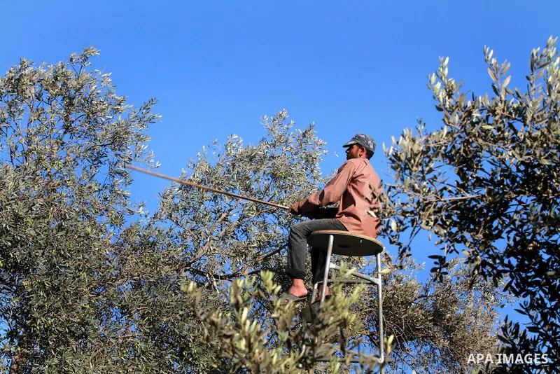 Palestinian farmer as he harvests olives in Gaza City on Oct 06, 2012. A staple for many local farmers, preparing them for ready to eat consumption and to make olive oil. Both family farms and factories, employing local...