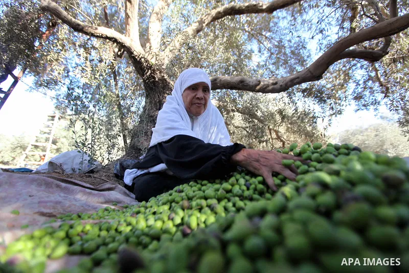 Palestinian woman as he harvests olives in Gaza City on Oct 06, 2012. A staple for many local farmers, preparing them for ready to eat consumption and to make olive oil. Both family farms and factories, employing local w...