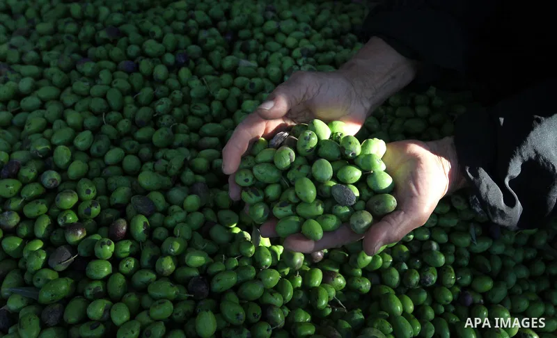 Palestinian woman as he harvests olives in Gaza City on Oct 06, 2012. A staple for many local farmers, preparing them for ready to eat consumption and to make olive oil. Both family farms and factories, employing local w...