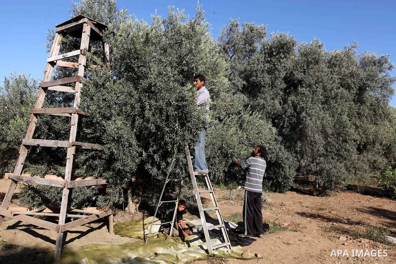 Palestinian farmer as he harvests olives in Gaza City on Oct 06, 2012. A staple for many local farmers, preparing them for ready to eat consumption and to make olive oil. Both family farms and factories, employing local...
