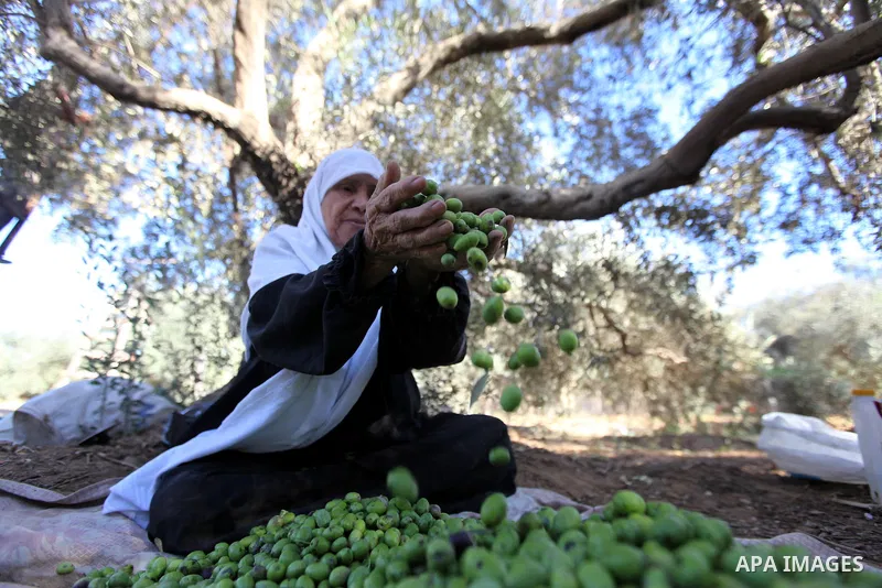 Palestinian woman as he harvests olives in Gaza City on Oct 06, 2012. A staple for many local farmers, preparing them for ready to eat consumption and to make olive oil. Both family farms and factories, employing local w...