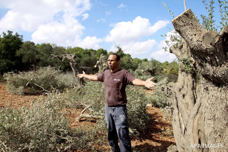 A Palestinian farmer from the village of Qaryut inspects the remains of his olive trees on October 9, 2012, after after they were uprooted overnight, near the northern West Bank city of Nablus, in an attack blamed on Jew...