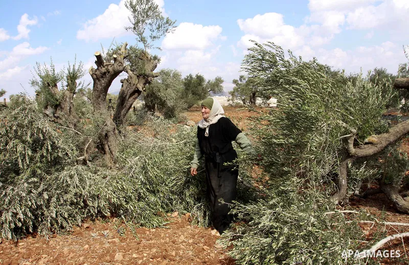 A Palestinian woman from the village of Qaryut inspects the remains of his olive trees on October 9, 2012, after after they were uprooted overnight, near the northern West Bank city of Nablus, in an attack blamed on Jewi...