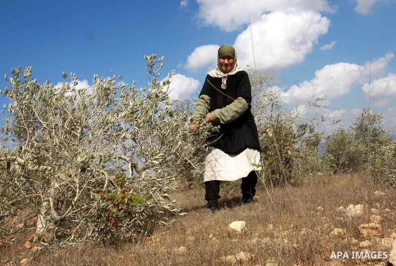 A Palestinian woman from the village of Qaryut inspects the remains of his olive trees on October 9, 2012, after after they were uprooted overnight, near the northern West Bank city of Nablus, in an attack blamed on Jewi...