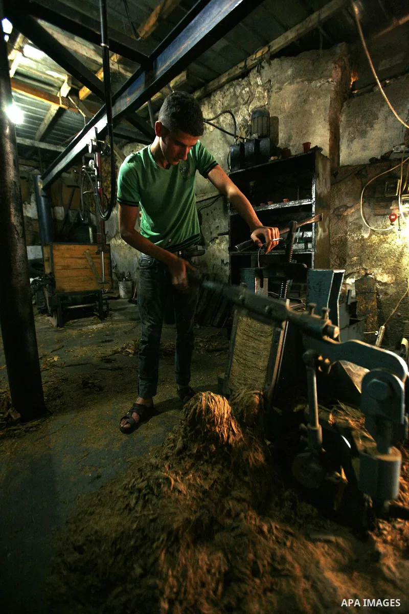 A Palestinian farmer dries Arabic tobacco leaves at a farm in the West Bank village Yaabed, near Jenin, on Oct. 8, 2012. Arabic Tobacco cigarettes manufacturing is famous in Yaabed village which produce a quality local c...