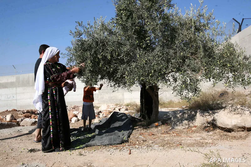 Palestinian farmers as he harvests olives in the West Bank city of Hebron on Oct. 11, 2012. A staple for many local farmers, preparing them for ready to eat consumption and to make olive oil. Both family farms and factor...
