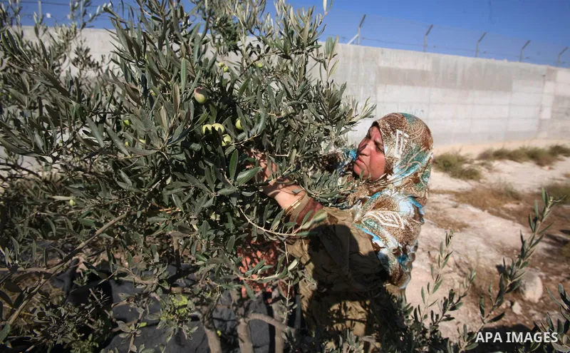Palestinian farmers as he harvests olives in the West Bank city of Hebron on Oct. 11, 2012. A staple for many local farmers, preparing them for ready to eat consumption and to make olive oil. Both family farms and factor...