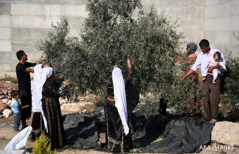 Palestinian farmers as he harvests olives in the West Bank city of Hebron on Oct. 11, 2012. A staple for many local farmers, preparing them for ready to eat consumption and to make olive oil. Both family farms and factor...