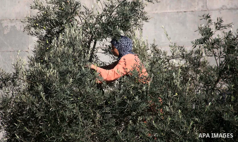 Palestinian farmers as he harvests olives in the West Bank city of Hebron on Oct. 11, 2012. A staple for many local farmers, preparing them for ready to eat consumption and to make olive oil. Both family farms and factor...