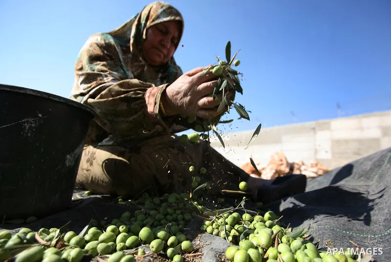 Palestinian farmers as he harvests olives in the West Bank city of Hebron on Oct. 11, 2012. A staple for many local farmers, preparing them for ready to eat consumption and to make olive oil. Both family farms and factor...