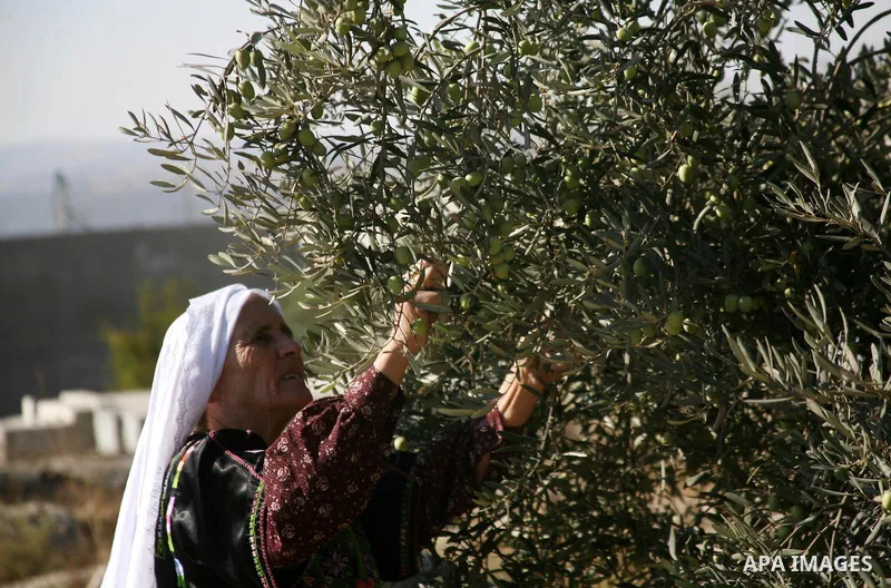 Palestinian farmers as he harvests olives in the West Bank city of Hebron on Oct. 11, 2012. A staple for many local farmers, preparing them for ready to eat consumption and to make olive oil. Both family farms and factor...