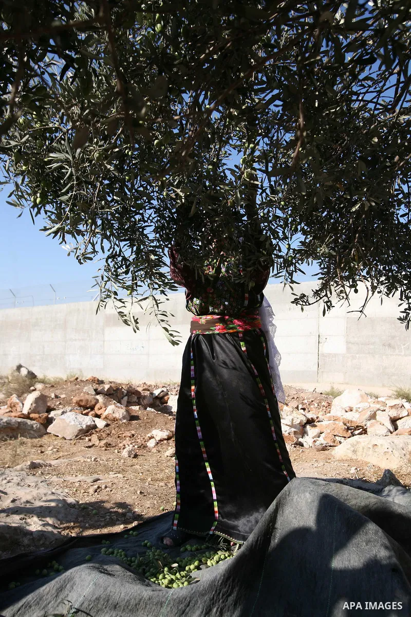 Palestinian farmers as he harvests olives in the West Bank city of Hebron on Oct. 11, 2012. A staple for many local farmers, preparing them for ready to eat consumption and to make olive oil. Both family farms and factor...