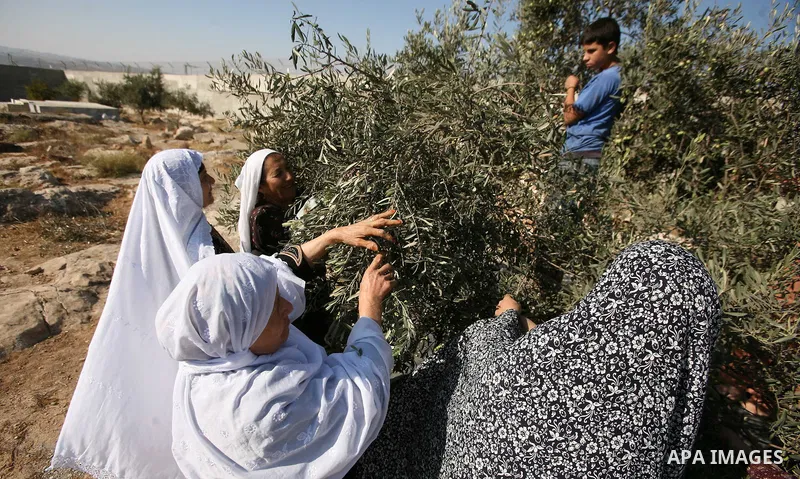 Palestinian farmers as he harvests olives in the West Bank city of Hebron on Oct. 11, 2012. A staple for many local farmers, preparing them for ready to eat consumption and to make olive oil. Both family farms and factor...