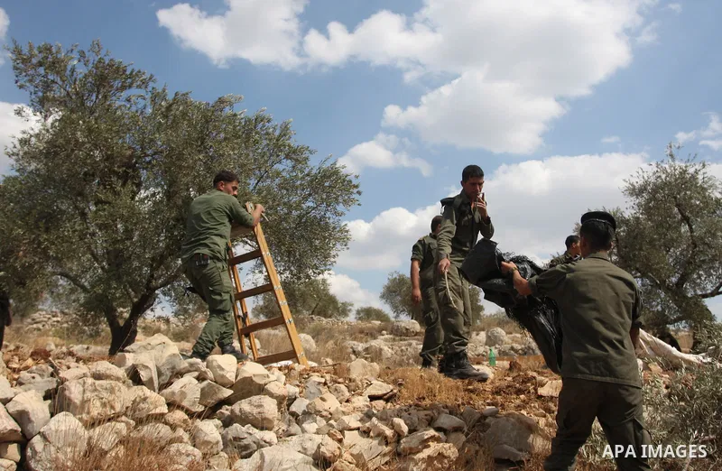 Members of the Palestinian security forces help farmers collect harvest their olives, in the West bank village of Kafr Nimih, near Ramallah, 11 October 2012. Palestinian national forces launched a campaign to help farmer...