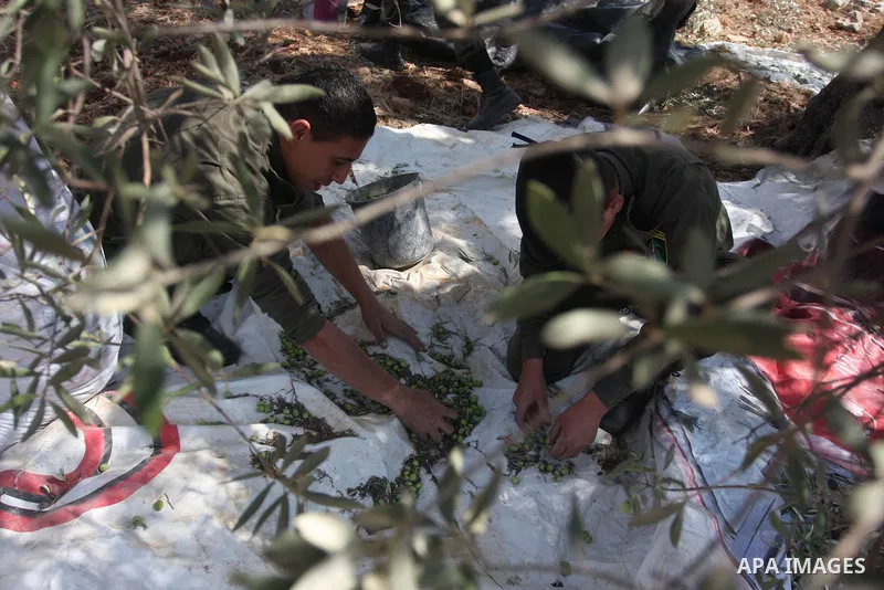 Members of the Palestinian security forces help farmers collect harvest their olives, in the West bank village of Kafr Nimih, near Ramallah, 11 October 2012. Palestinian national forces launched a campaign to help farmer...