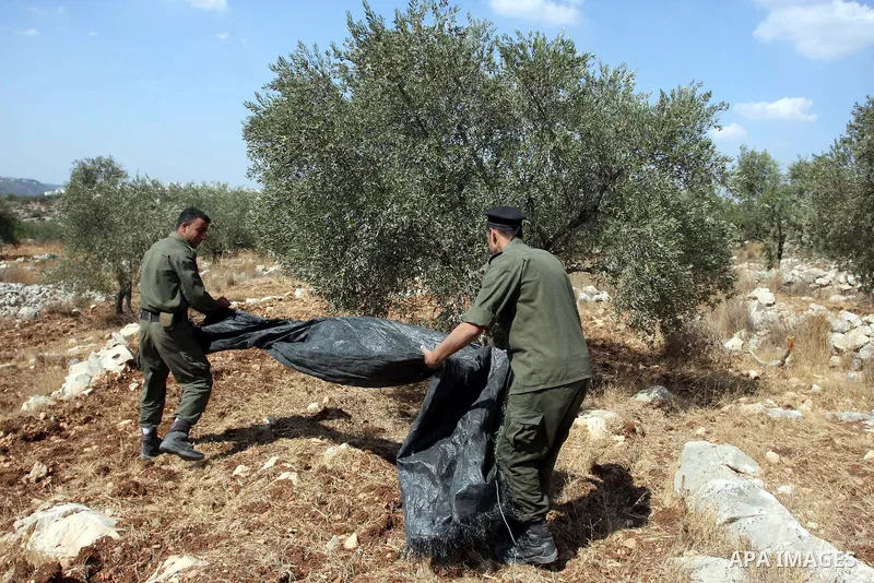 Members of the Palestinian security forces help farmers collect harvest their olives, in the West bank village of Kafr Nimih, near Ramallah, 11 October 2012. Palestinian national forces launched a campaign to help farmer...