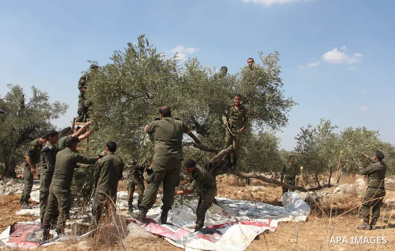 Members of the Palestinian security forces help farmers collect harvest their olives, in the West bank village of Kafr Nimih, near Ramallah, 11 October 2012. Palestinian national forces launched a campaign to help farmer...