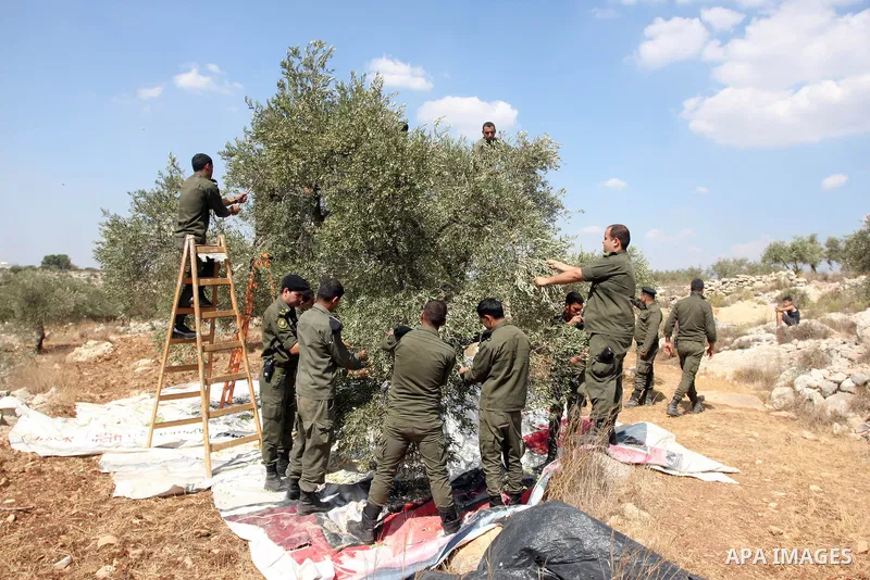 Members of the Palestinian security forces help farmers collect harvest their olives, in the West bank village of Kafr Nimih, near Ramallah, 11 October 2012. Palestinian national forces launched a campaign to help farmer...