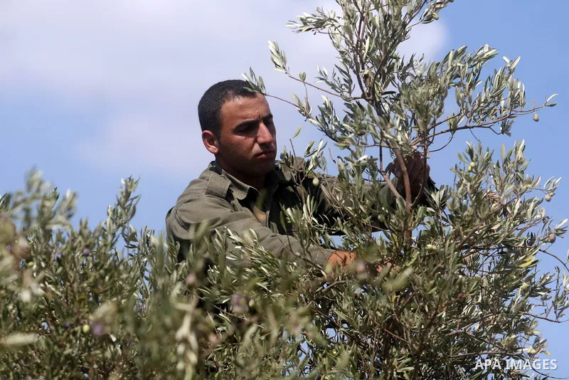 Members of the Palestinian security forces help farmers collect harvest their olives, in the West bank village of Kafr Nimih, near Ramallah, 11 October 2012. Palestinian national forces launched a campaign to help farmer...