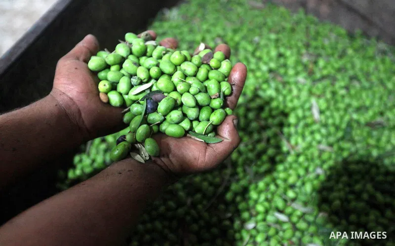 A Palestinian worker washes the olives before extracting in an olive press in Gaza City on Oct. 12, 2012. Agriculture is a major sector of the Palestinian economy, employing a large part Palestinians. Photo by Majdi Fath...
