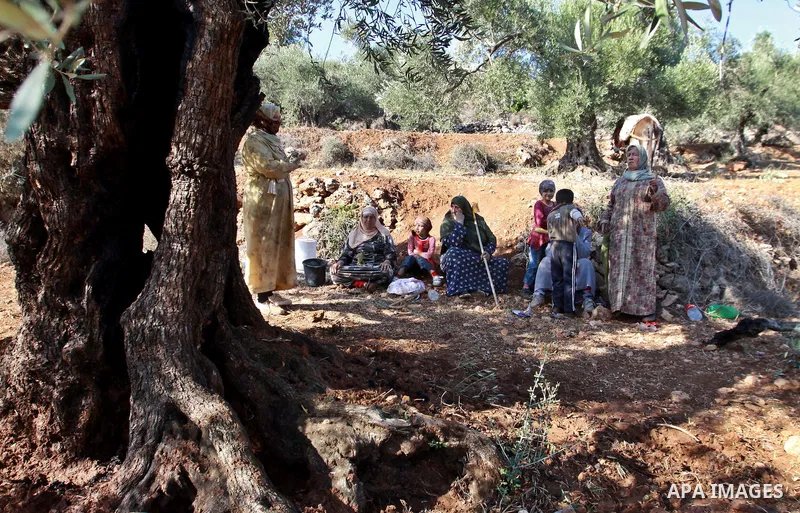 Palestinian farmers from the village of Qaryut inspects the remains of his olive trees on October 13, 2012, after they were uprooted overnight, in settlement Eilih near the southern West Bank city of Nablus, in an attack...