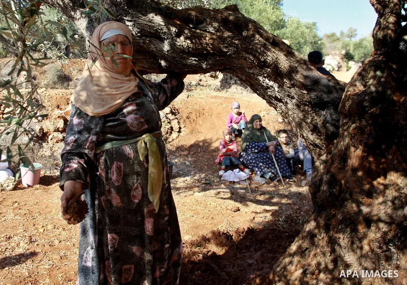 Palestinian farmers from the village of Qaryut inspects the remains of his olive trees on October 13, 2012, after they were uprooted overnight, in settlement Eilih near the southern West Bank city of Nablus, in an attack...