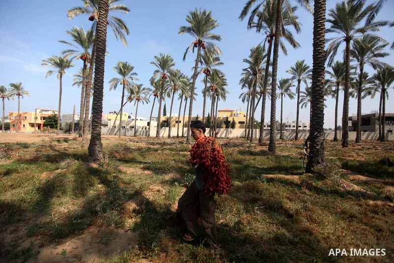 A Palestinian farmer harvests dates from date palm trees in Deir al-Balah, in the central of Gaza Strip, on October 15, 2012. Photo by Majdi Fathi