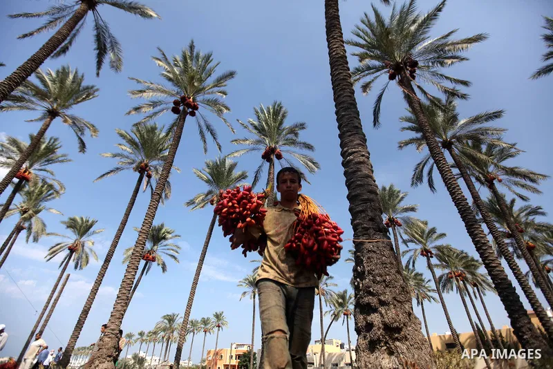A Palestinian farmer harvests dates from date palm trees in Deir al-Balah, in the central of Gaza Strip, on October 15, 2012. Photo by Majdi Fathi