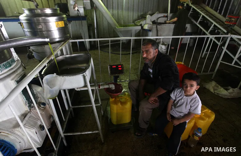 Palestinian men work in an olive oil factory in Gaza City on Oct 16,2012. A staple for many local farmers, preparing them for ready to eat consumption and to make olive oil. Both family farms and factories, employing loc...
