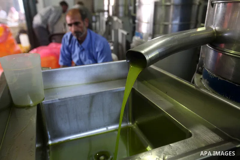 Palestinian farmer look at olive oil after it pressed in a mill in Gaza City on Oct 16,2012. A staple for many local farmers, preparing them for ready to eat consumption and to make olive oil. Both family farms and facto...