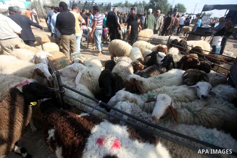 Palestinians trade goats at a local cattle market ahead of Muslim festival of Eid al-Adha, in Gaza city, on October 19, 2012. Muslims around the world prepare to celebrate Eid Al-Adha, which according to the lunar calend...