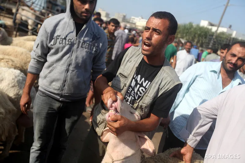 A Palestinian man shows the teeth of a goat as a sign of health at a local cattle market ahead of Muslim festival of Eid al-Adha, in Gaza city, on October 19, 2012. Muslims around the world prepare to celebrate Eid Al-Ad...